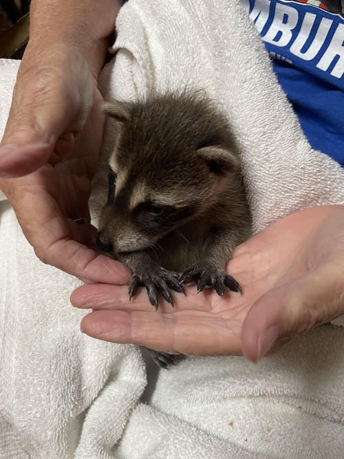 Fox Valley Day One Formula 40/25 for Raccoons