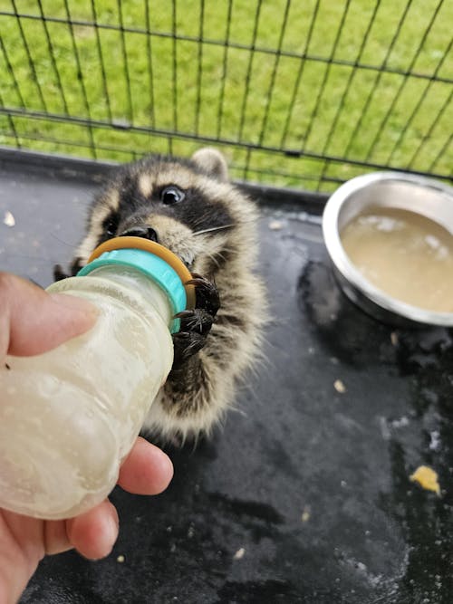 Fox Valley Day One Formula 40/25 for Raccoons