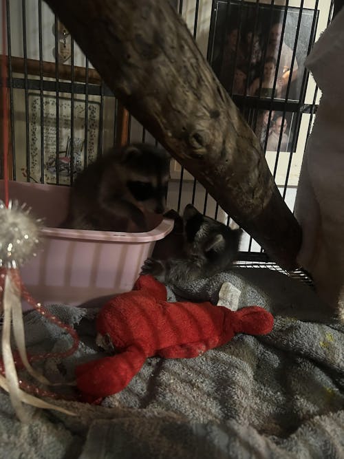 Fox Valley Day One Formula 40/25 for Raccoons