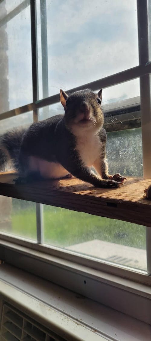 Healthy Blocks - Food for Squirrels, Flyers, Rats and Mice