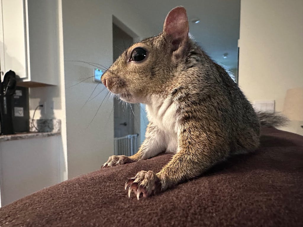Hazelnut Blocks - Food for Squirrels, Flyers, Rats and Mice