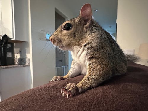 Hazelnut Blocks - Food for Squirrels, Flyers, Rats and Mice