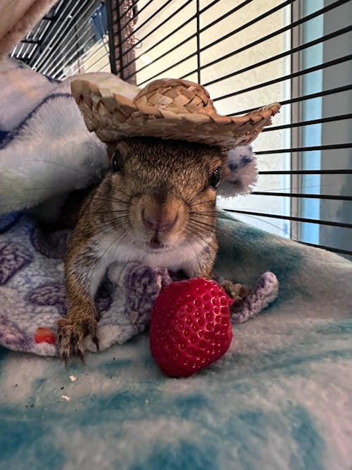 Walnut Blocks - Food for Squirrels, Flyers, Rats and Mice