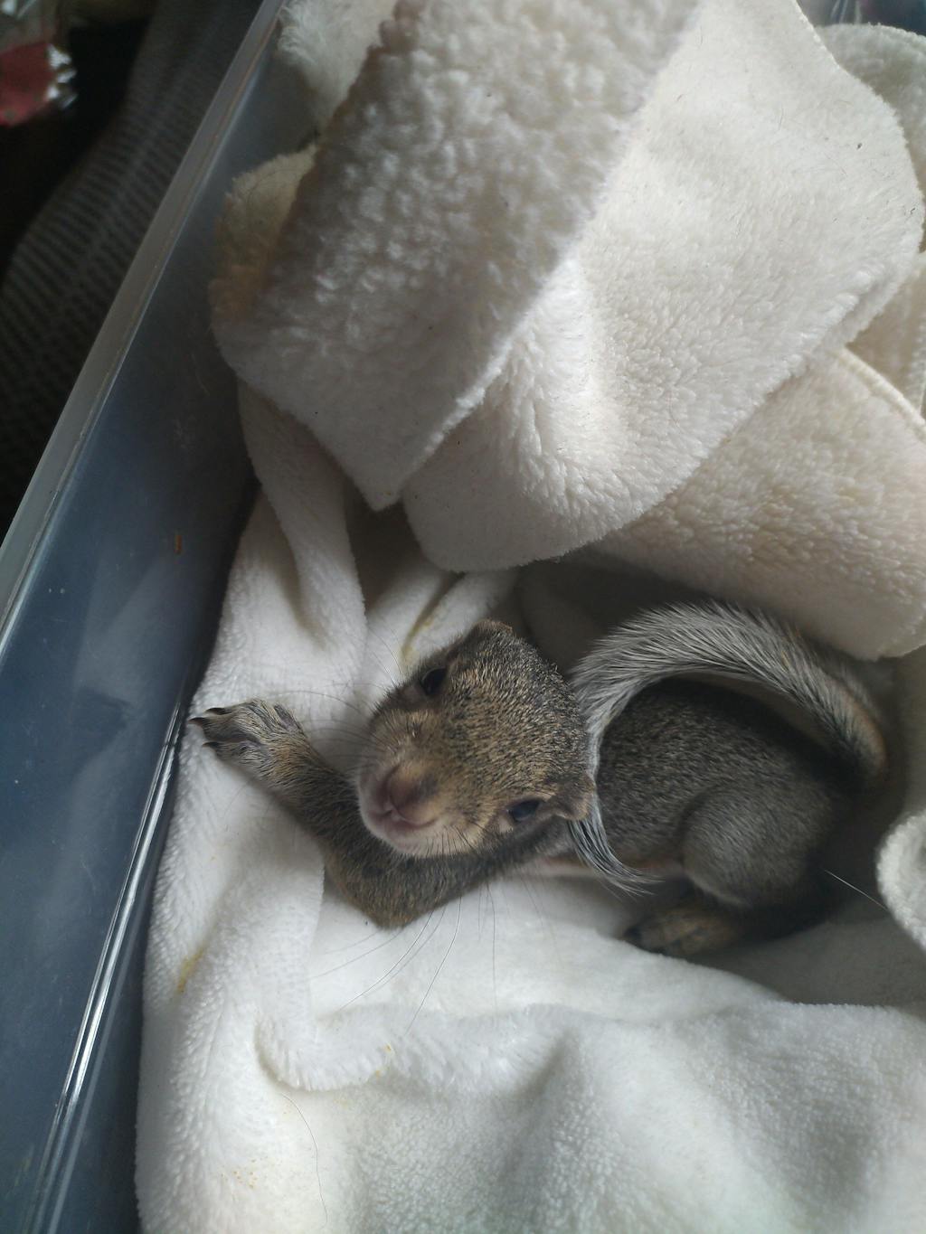 Henry's Blocks Sampler Pack