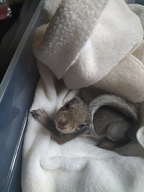 Henry's Blocks Sampler Pack