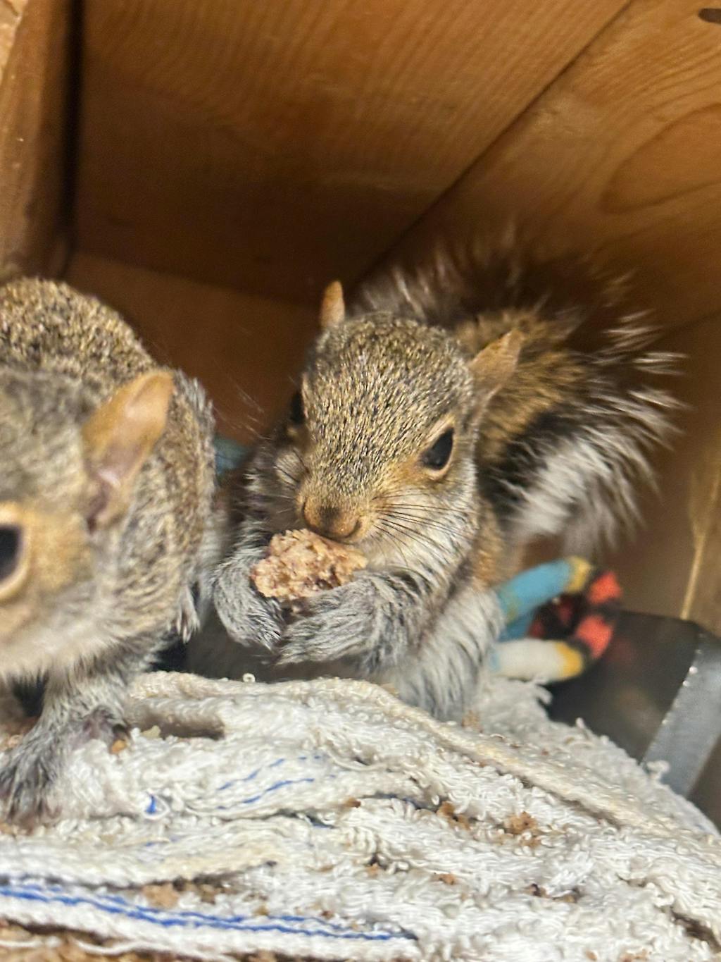 Pure Protein Isolate 1 lb