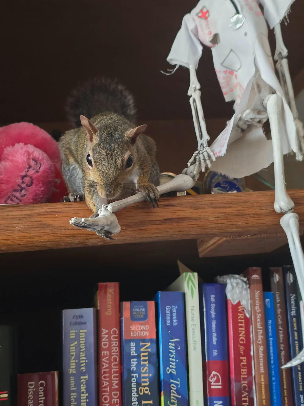 Picky Blocks - Food for Squirrels, Flyers, Rats and Mice