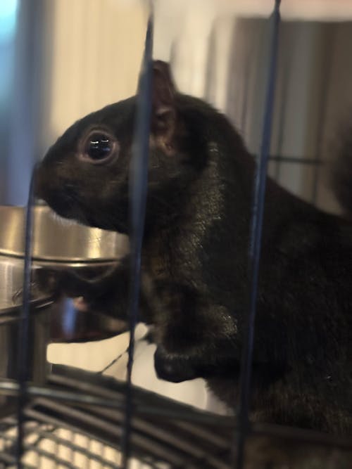 Picky Blocks - Food for Squirrels, Flyers, Rats and Mice