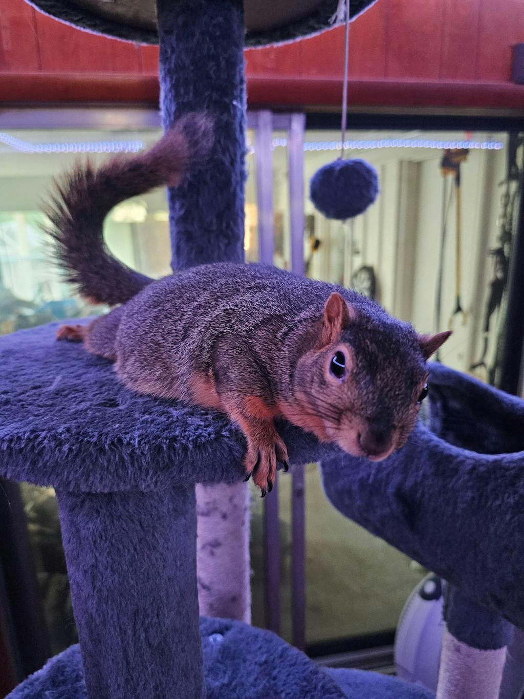 Healthy Blocks - Food for Squirrels, Flyers, Rats and Mice