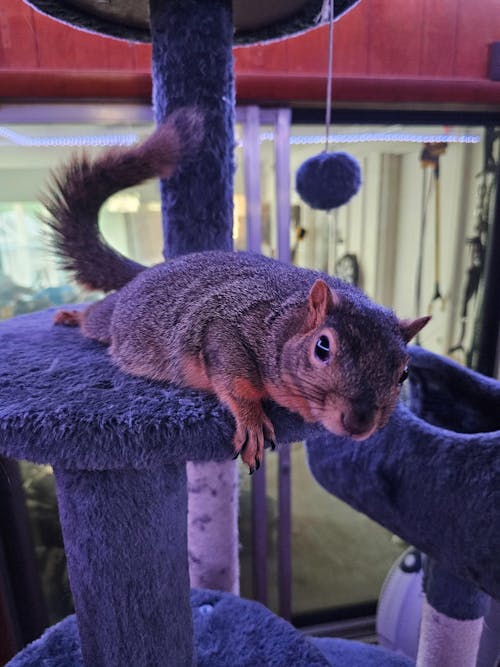 Healthy Blocks - Food for Squirrels, Flyers, Rats and Mice