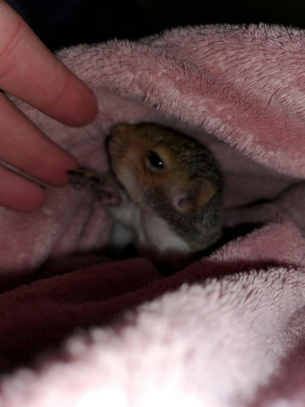 Picky Blocks - Food for Squirrels, Flyers, Rats and Mice