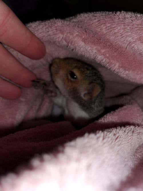 Picky Blocks - Food for Squirrels, Flyers, Rats and Mice