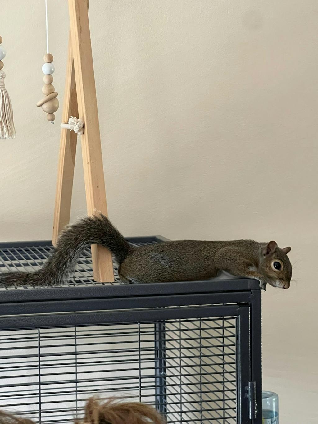 Healthy Blocks - Food for Squirrels, Flyers, Rats and Mice