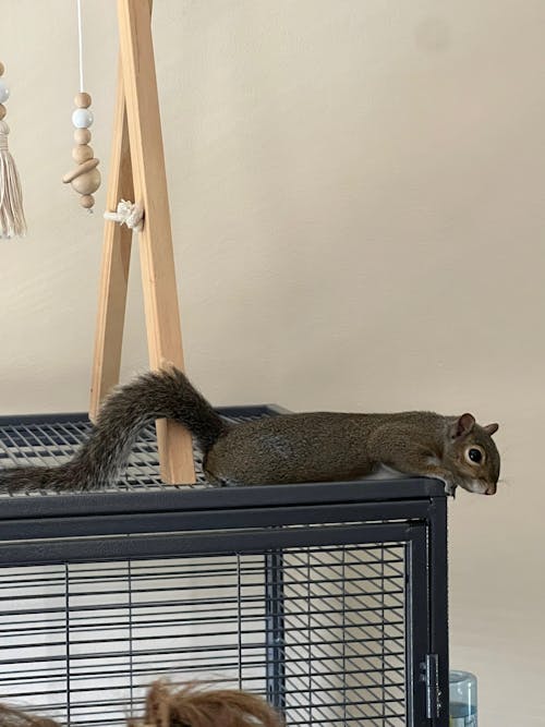 Healthy Blocks - Food for Squirrels, Flyers, Rats and Mice