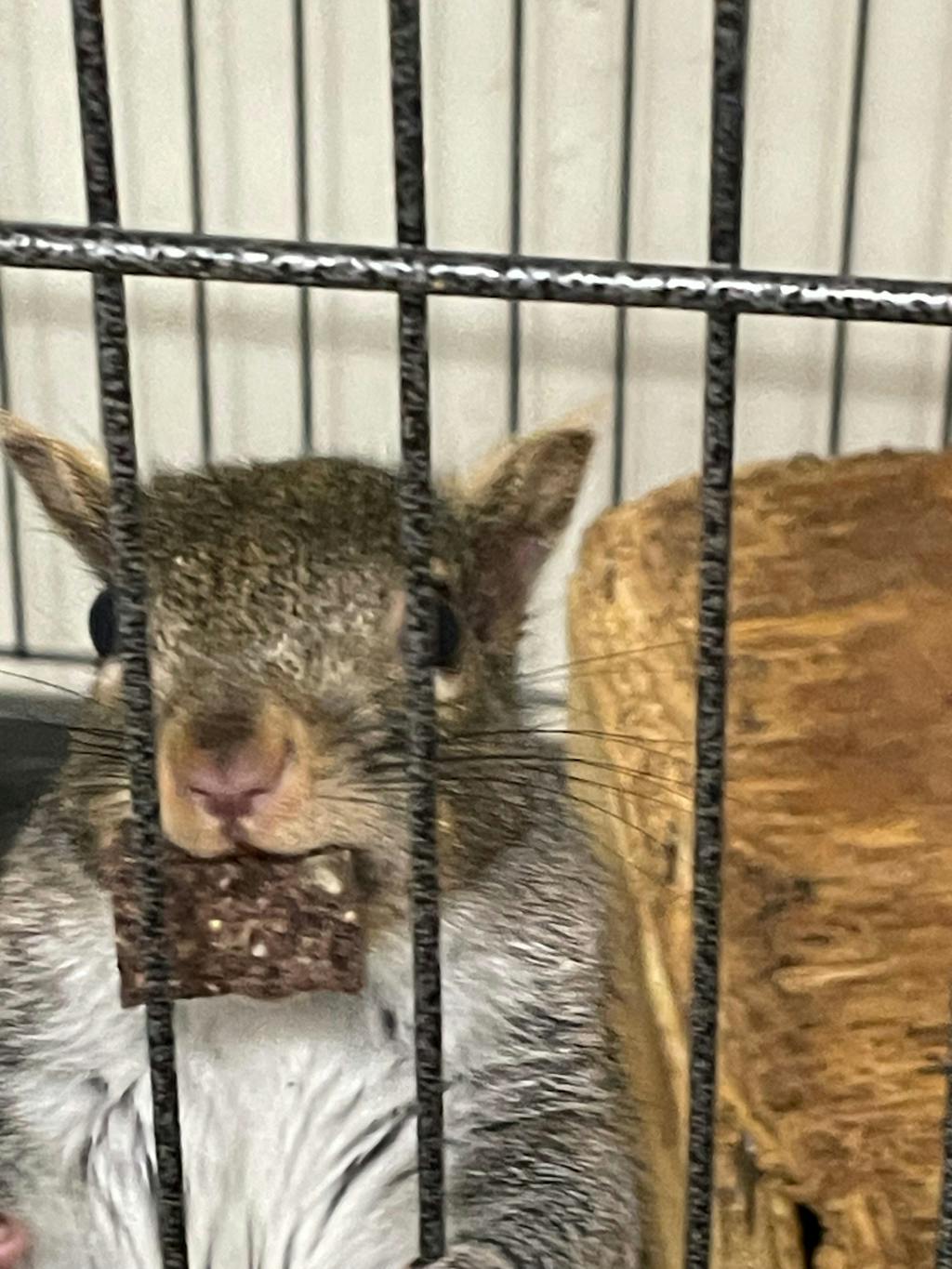 Wild Bites - Food for Squirrels, Flyers, Rats and Mice