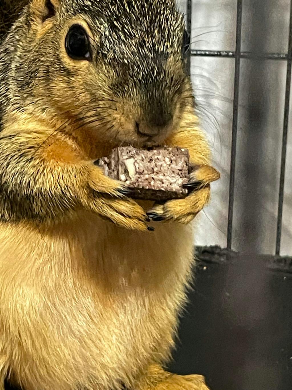 Picky Blocks - Food for Squirrels, Flyers, Rats and Mice