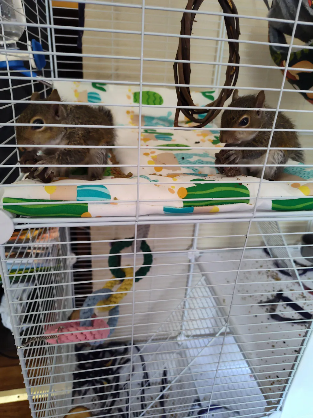 Picky Blocks - Food for Squirrels, Flyers, Rats and Mice