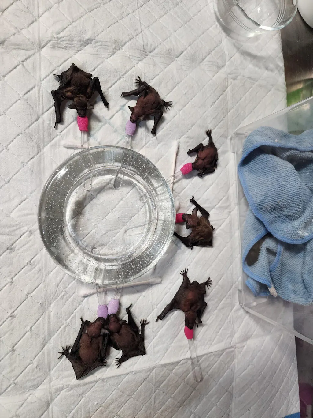 Wombaroo Bat Milk Replacer - 5.8 oz (165 g)