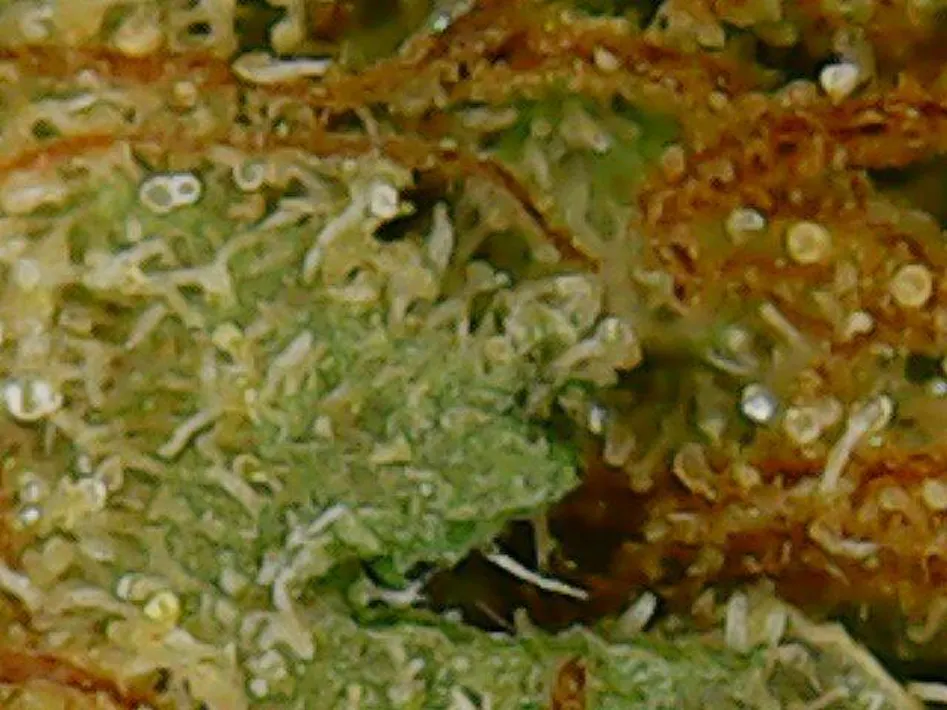 Triangle Kush Herbal Dispatch Triangle Kush Herbal Dispatch