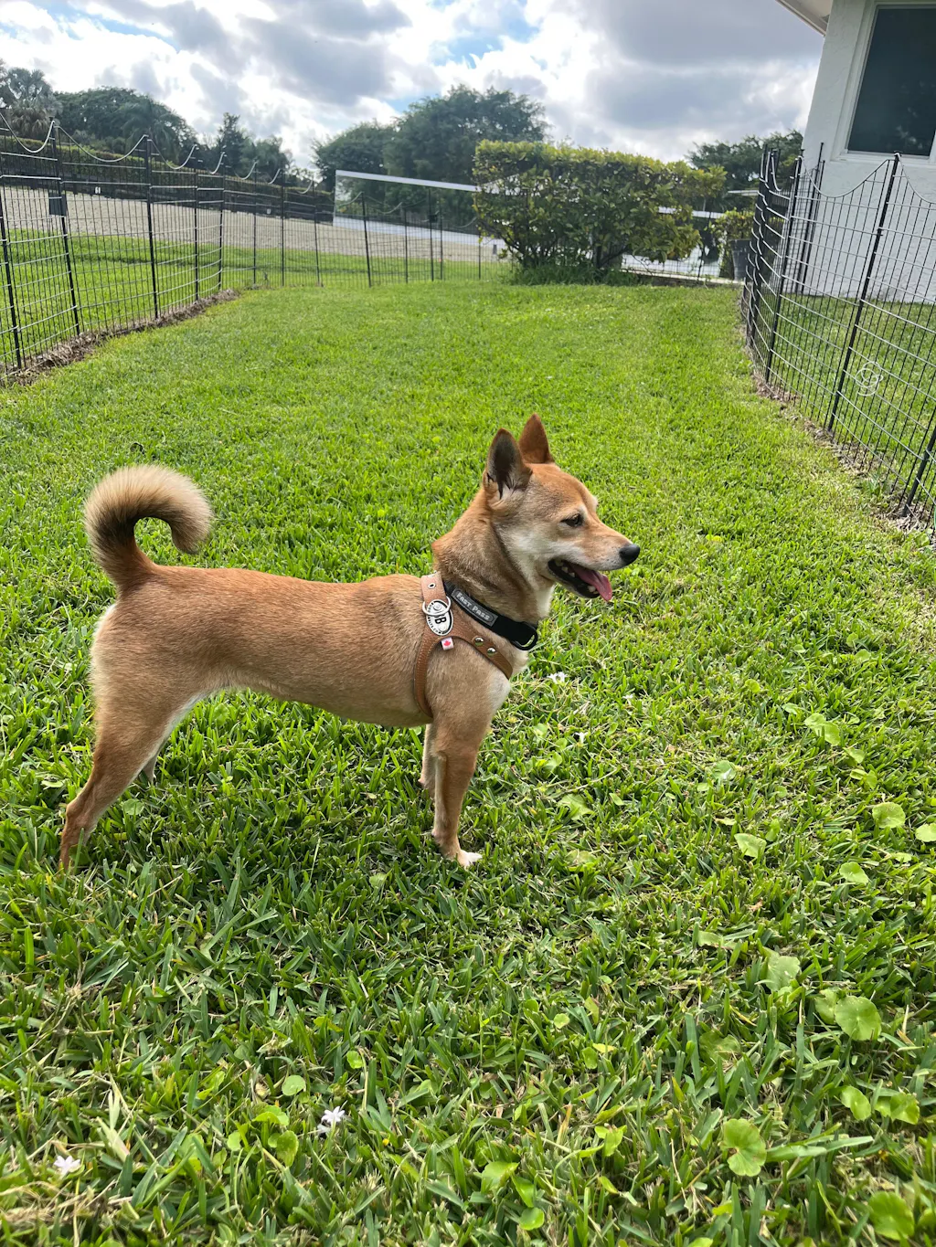 VetCur ImVet Dog