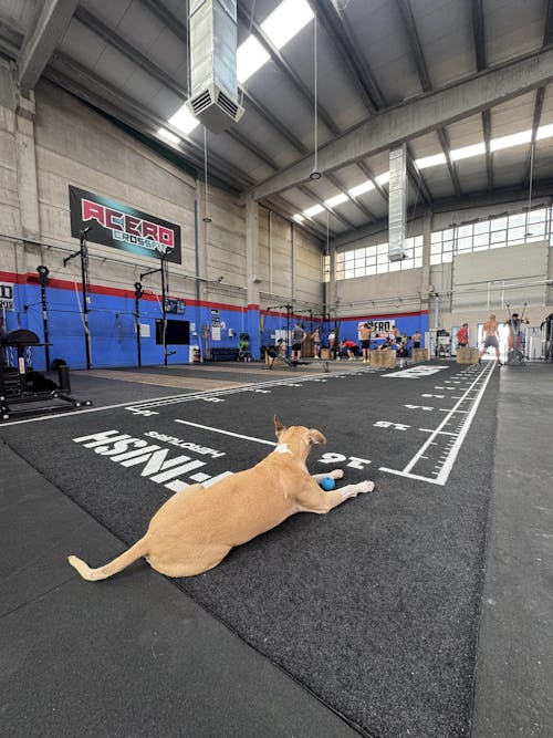 Pista de césped de alto rendimiento personalizada