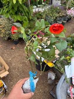 Amaretto Florist Hybrid Tea Rose