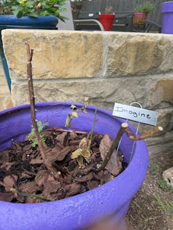 Imagine Netherlands Florist Shrub Rose