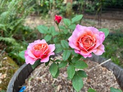 Mystery Box Shrub Rose