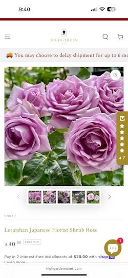 Leraishan Japanese Florist Shrub Rose