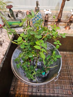 AUSbite English Garden Climbing Rose