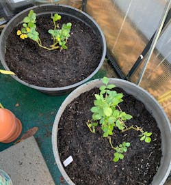 Red Leonardo da Vinci French Florist Climbing Rose