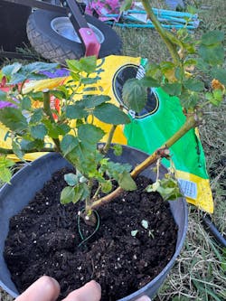 French Garden Climbing Rose Inspired by Edouard Manet