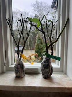 French Florist Shrub Rose Inspired by Pink O'hara