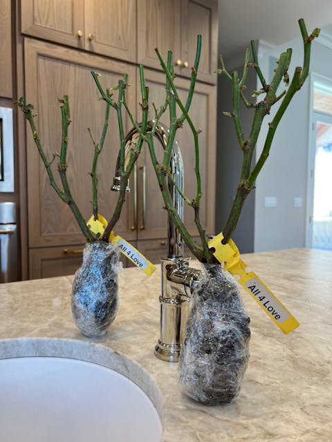 All 4 Love Dutch Florist Shrub Rose