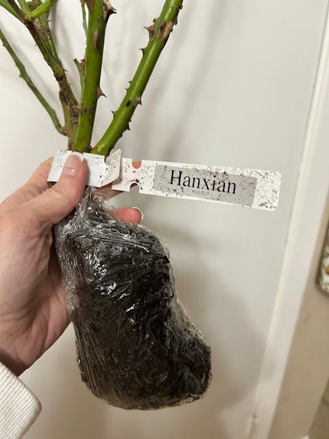 Hanxian Chinese Garden Climbing Rose