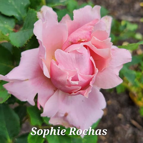 AUSjameson English Wedding Florist Shrub Rose