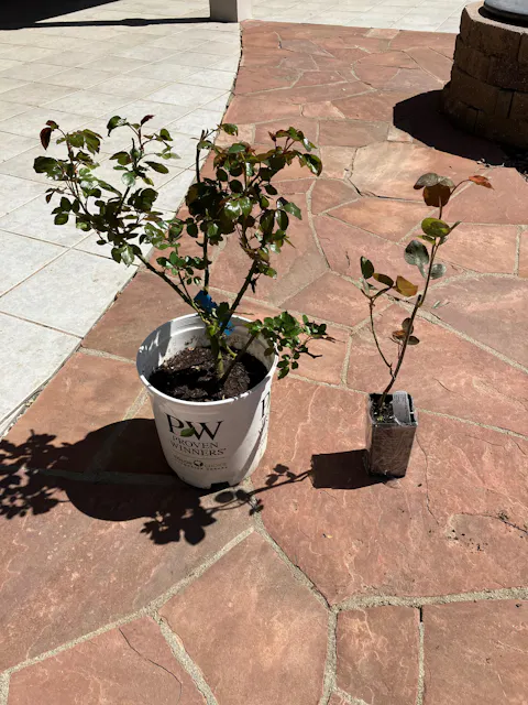 Black Caviar German Florist Shrub Rose