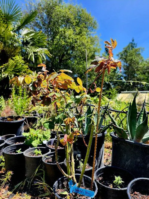 Dracula's Kiss Australian Florist Shrub Rose