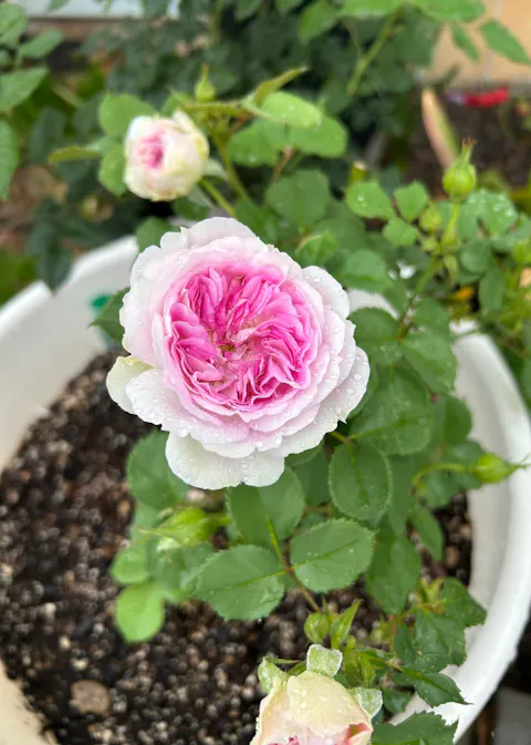 Blue Moon Stone Japanese Garden Shrub Rose