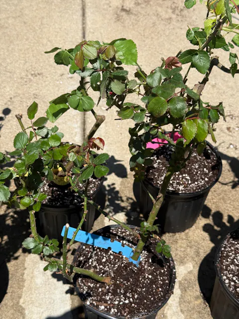 AUSjameson English Wedding Florist Shrub Rose
