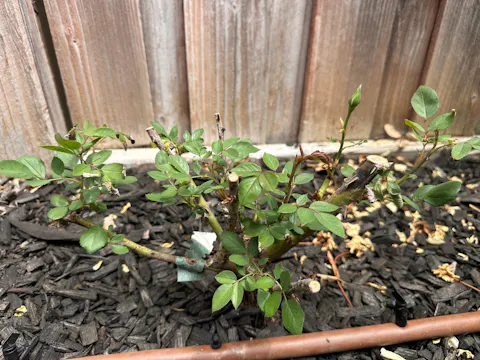 Cynthia Dutch Florist Shrub Rose