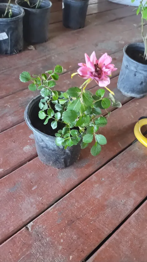 Mystery Box Shrub Rose