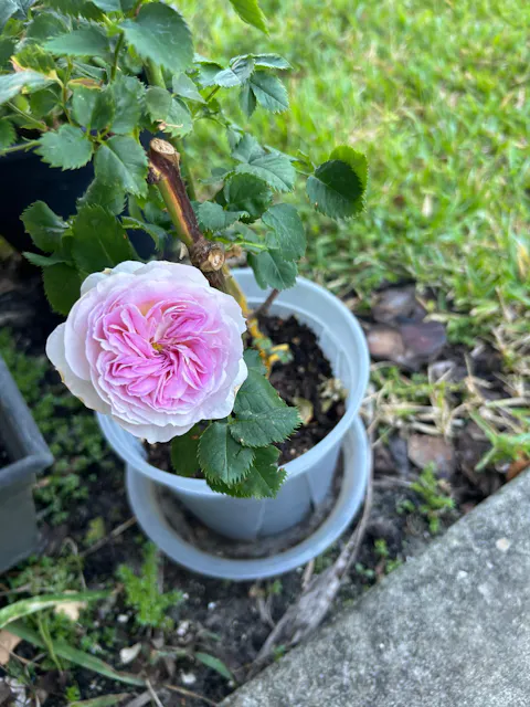 Blue Moon Stone Japanese Garden Shrub Rose