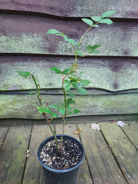 AUStango English Garden Shrub Rose