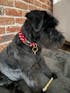 Big Red Hearts Dog Collar