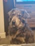 Royal Blue Tartan Dog Collar