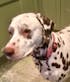 Dusky Pink Polka Dot Dog Collar