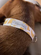 Banana Yellow Dog Collar