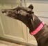 Tiny Red Hearts Dog Collar