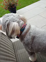 Dusky Blue Poppy Dog Collar
